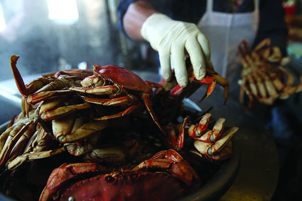 Dungeness crabs contaminated with domoic acid have caused Californias crab industry to suffer millions of dollars in profit losses.