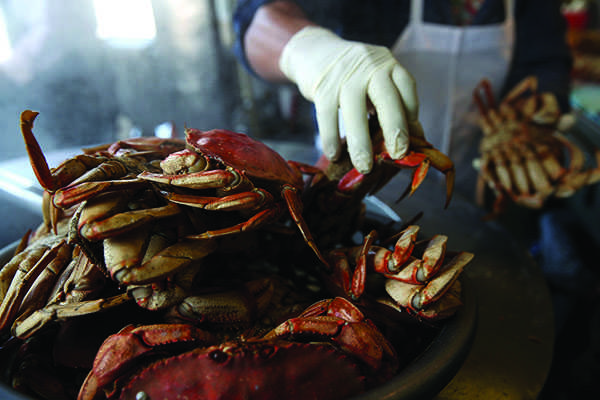 Dungeness crabs contaminated with domoic acid have caused California's crab industry to suffer millions of dollars in profit losses.