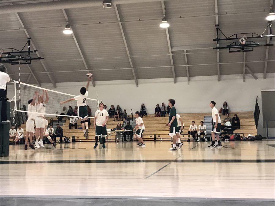 Boys volleyball team established at Paly