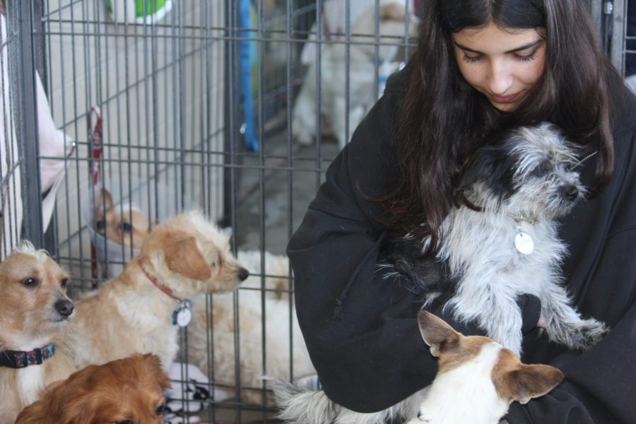 Adoption Day! A student volunteer for a pet adoption program sits with the dogs in a pen to help them find their forever home. Sophomore Anushe Irani said, “I love hanging out with the dogs, even though I get peed on!”