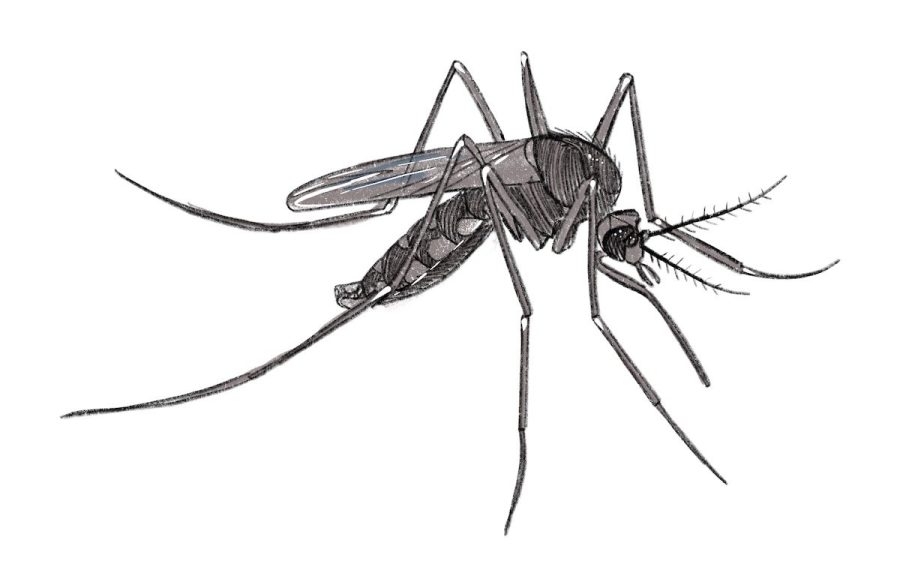 EPA approves gene-edited mosquitos to reduce virus spread