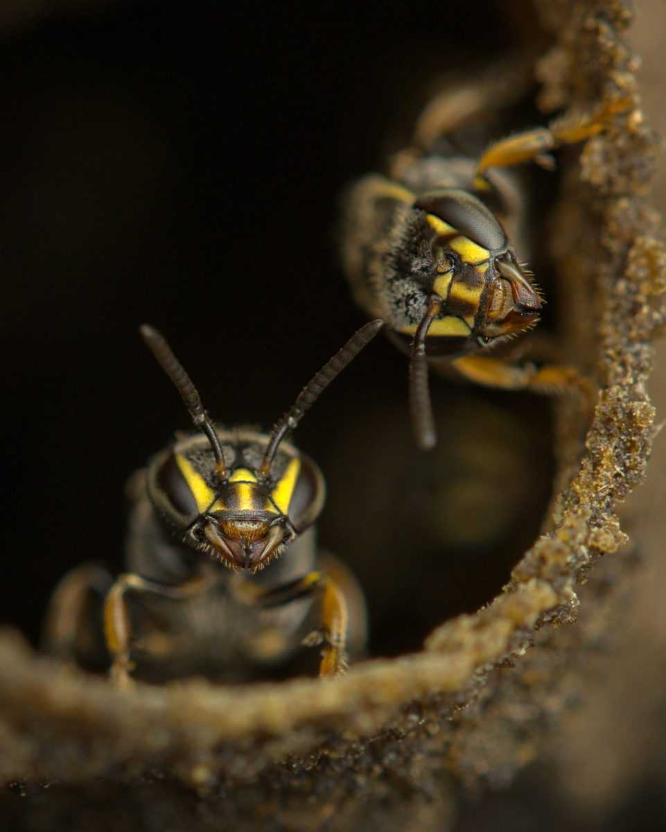 A close-up image of the Brazilian stingless bee "Plebeia emerina," which was assumed to be extinct in the US until their discovery in Palo Alto in 2021. "They're really exceptional because they're the only (stingless) bees that occur in the northern hemisphere, so it's really a very unique opportunity," Marelli said.